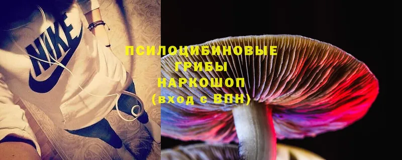 купить   Асино  Галлюциногенные грибы Psilocybe 